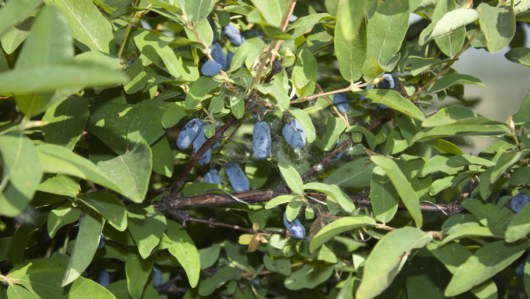 藿香正气片的功效与作用