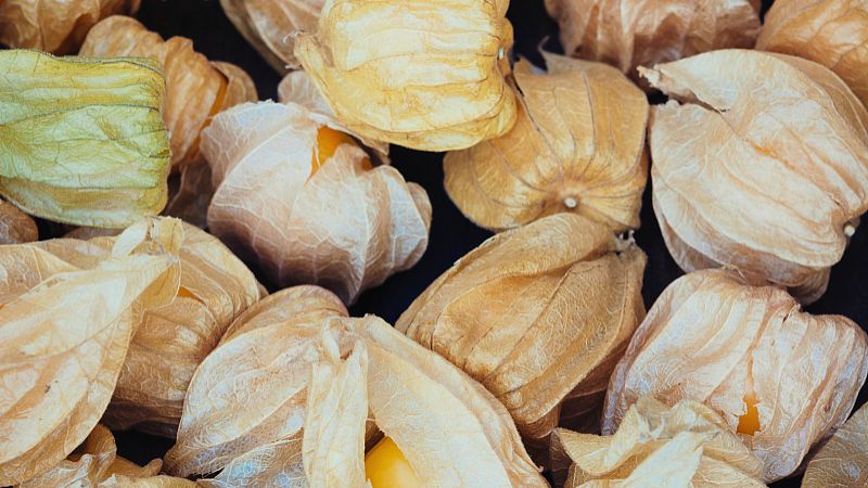 瘪桃干的功效与作用