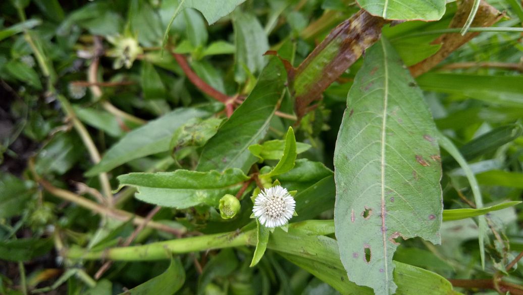 龙芽草的功效与作用
