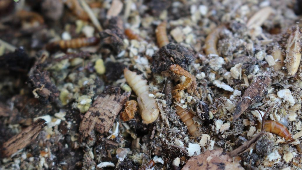 沙牛的功效与作用