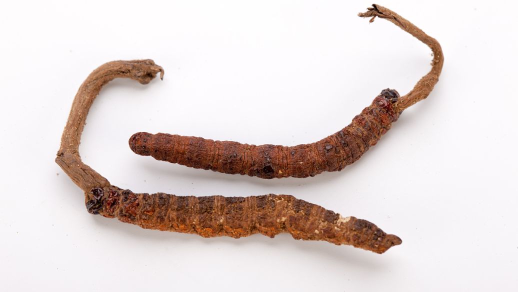 响铃草的功效与作用