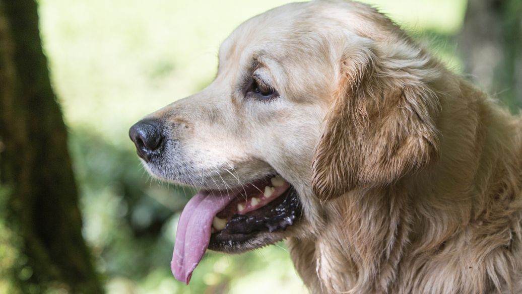 幼犬犬温不吃东西