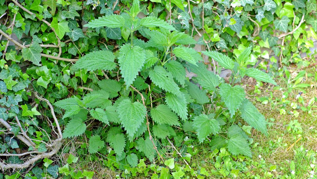 麦门冬的功效与作用