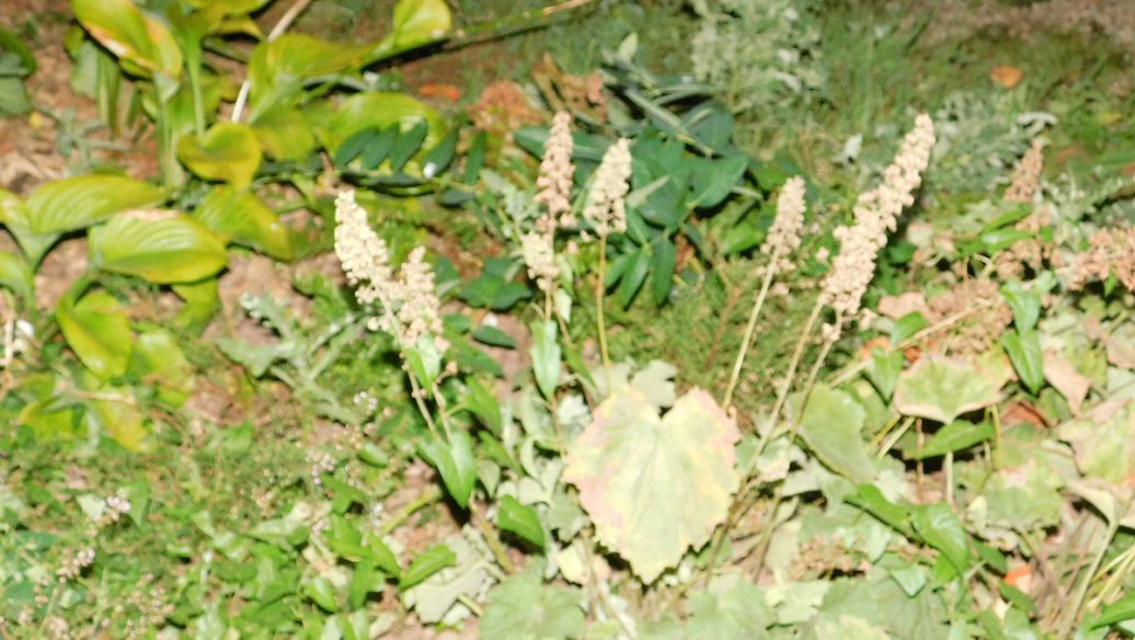 山慈菇的功效与作用