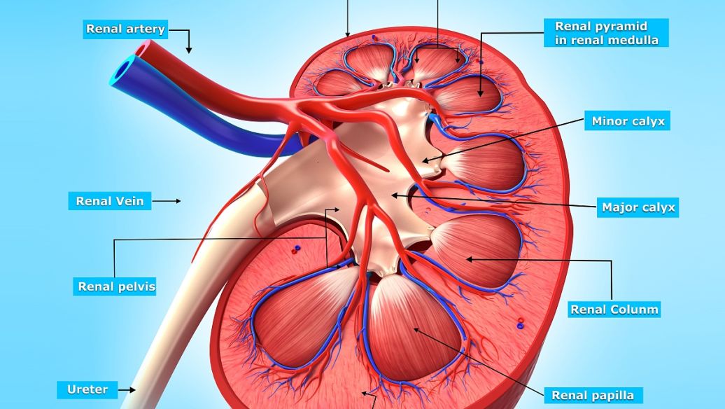 Tirzepatide Role | Shaanxi BLOOM Tech Co., Ltd Tirzepatide Role | Shaanxi BLOOM Tech Co., Ltd
