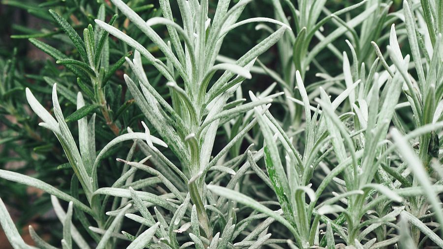 大活血的功效与作用