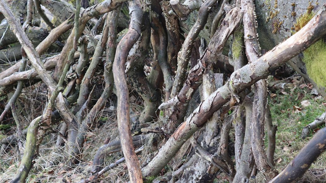 麸炒苍术的功效