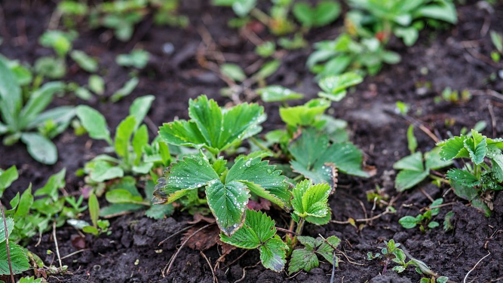 附子汤的功效与作用
