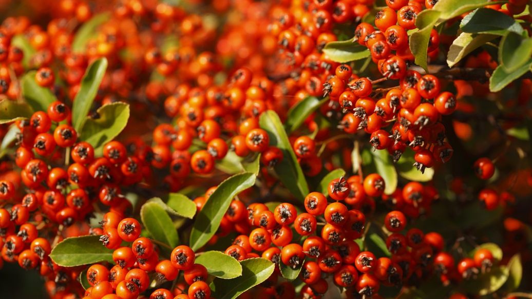 紫贝齿的功效与作用