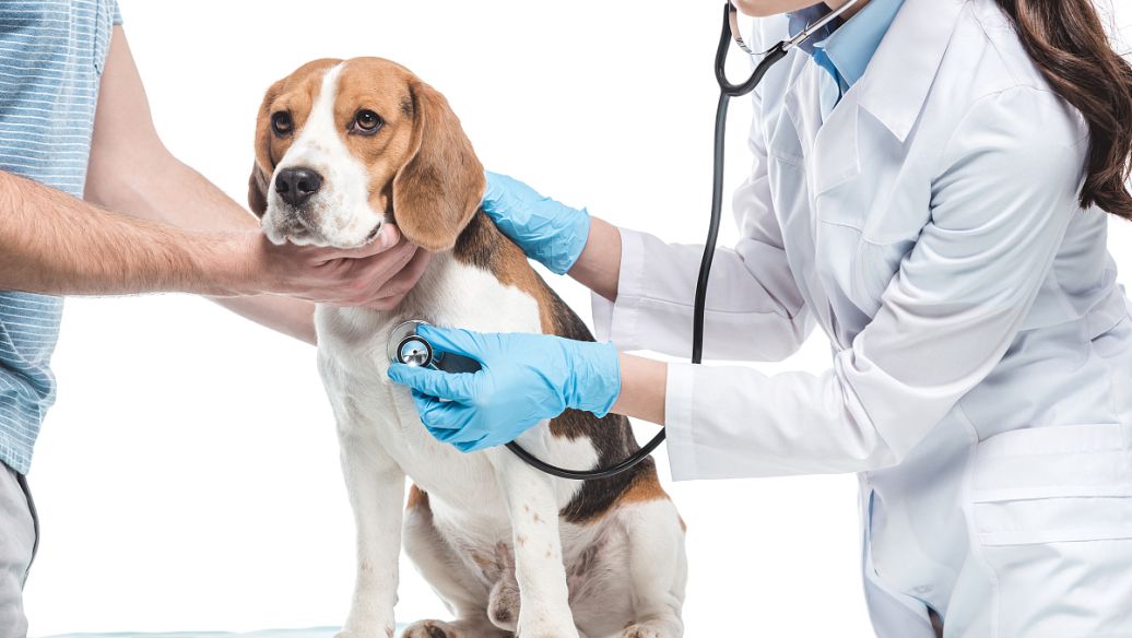 Nitenpyram Tablets uses | Shaanxi BLOOM Tech Co., Ltd Nitenpyram Tablets uses | Shaanxi BLOOM Tech Co., Ltd