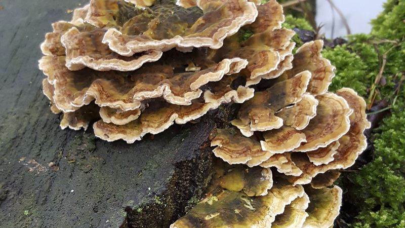 云芝的功效与作用