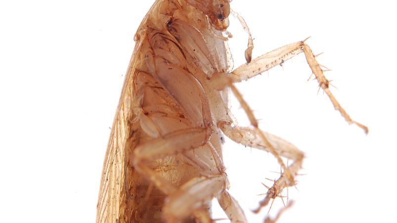 Fluralaner uses | Shaanxi BLOOM Tech Co., Ltd