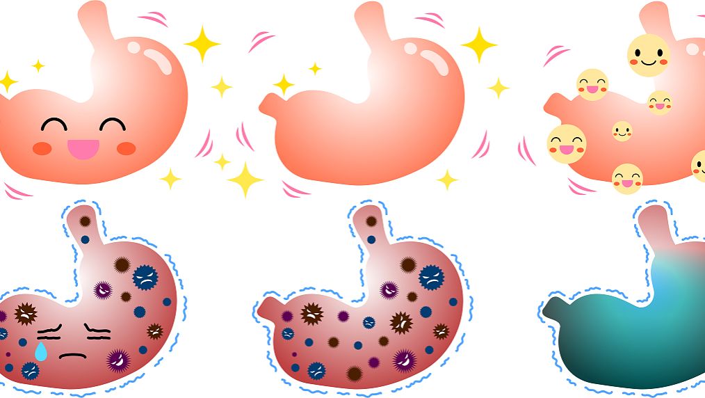 KPV salmonella | Shaanxi BLOOM Tech Co., Ltd KPV salmonella | Shaanxi BLOOM Tech Co., Ltd