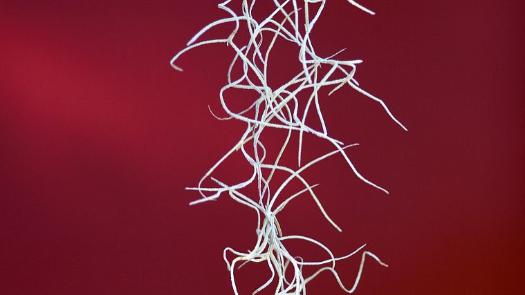 干葛的功效与作用