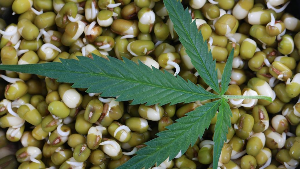 巴豆霜的功效与作用