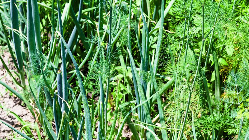 生黄精的功效与作用