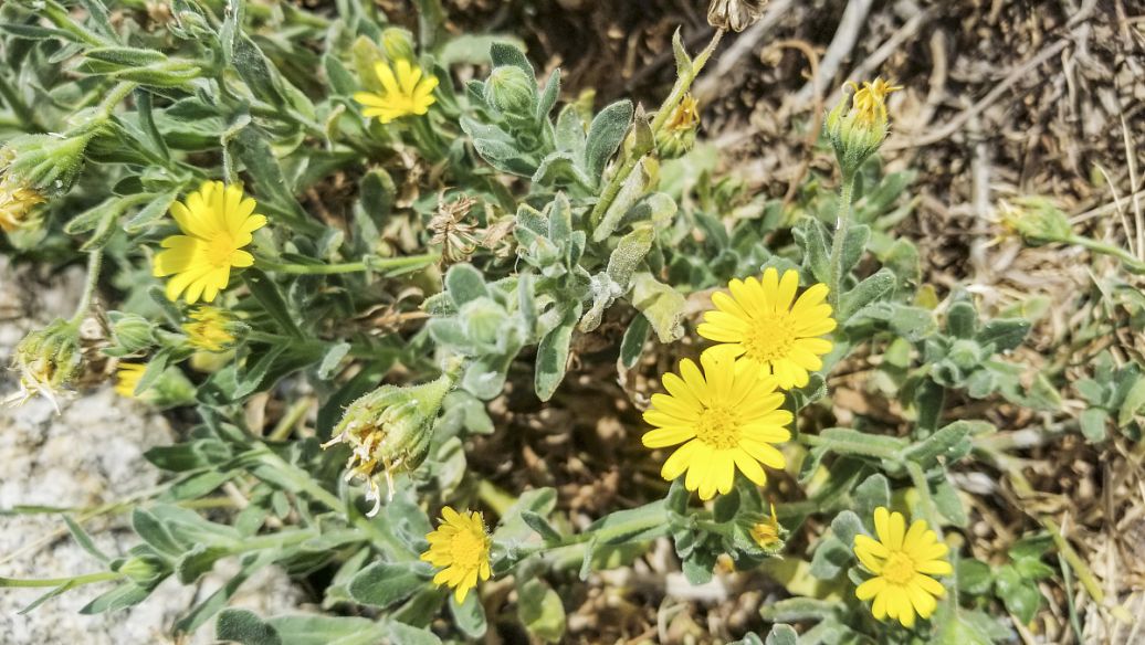 中药旋覆花的功效与作用