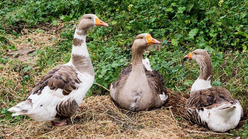鸭肉的功效和作用