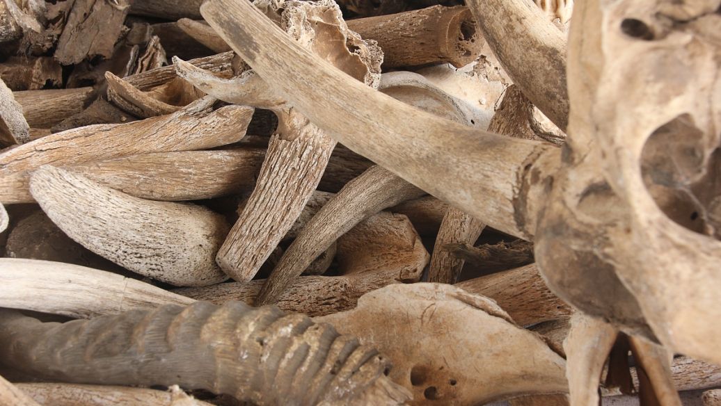 苁蓉的功效与作用