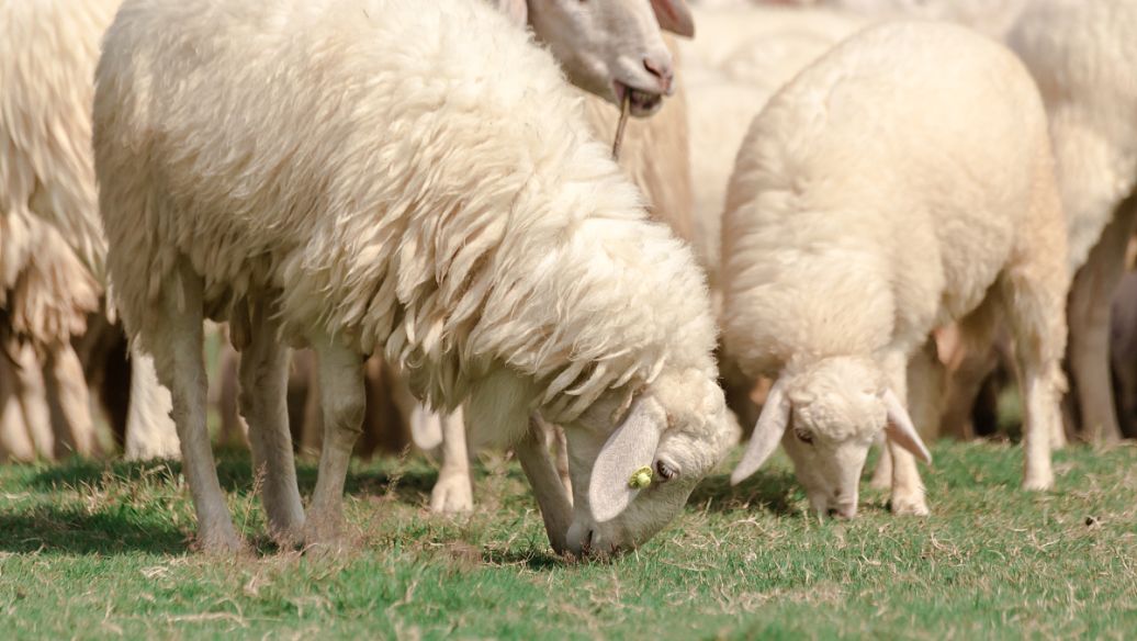 河南羊吧-百度贴吧