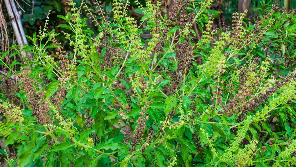 穿地龙的功效与作用