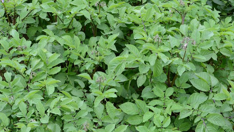 冬瓜瓤的功效与作用