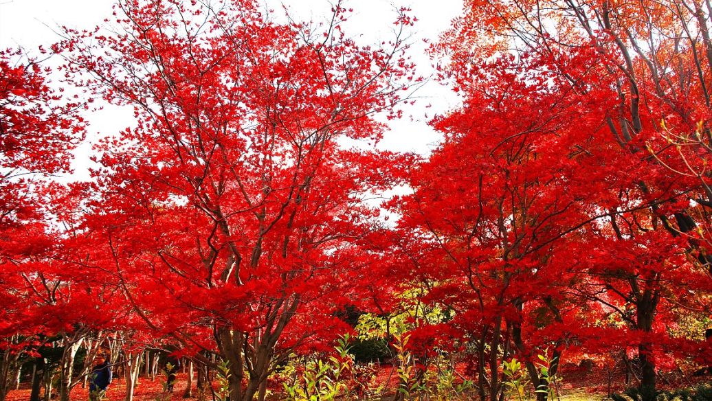 美国红点红枫吧-百度贴吧--红点红枫---最具市场钱力的红枫--红点红枫