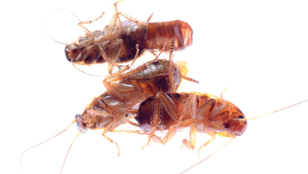 Permethrin and imidacloprid drops uses | Shaanxi BLOOM Tech Co., Ltd Permethrin and imidacloprid drops uses | Shaanxi BLOOM Tech Co., Ltd