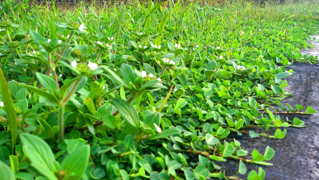 丁香的功效与作用