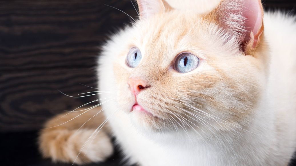 GS-441524 for sale | Shaanxi BLOOM Tech Co., Ltd GS-441524 for sale | Shaanxi BLOOM Tech Co., Ltd