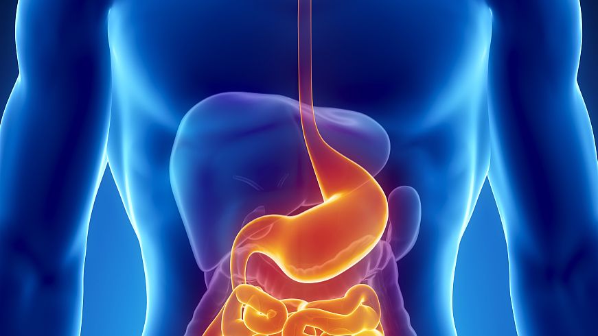 Gonadorelin Gastrointestinal barrier | Shaanxi BLOOM Tech Co., Ltd Gonadorelin Gastrointestinal barrier | Shaanxi BLOOM Tech Co., Ltd