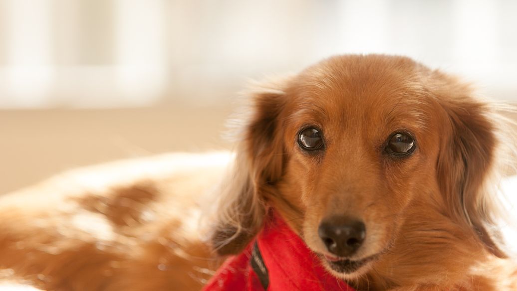 Fluralaner Prevention | Shaanxi BLOOM Tech Co., Ltd Fluralaner Prevention | Shaanxi BLOOM Tech Co., Ltd