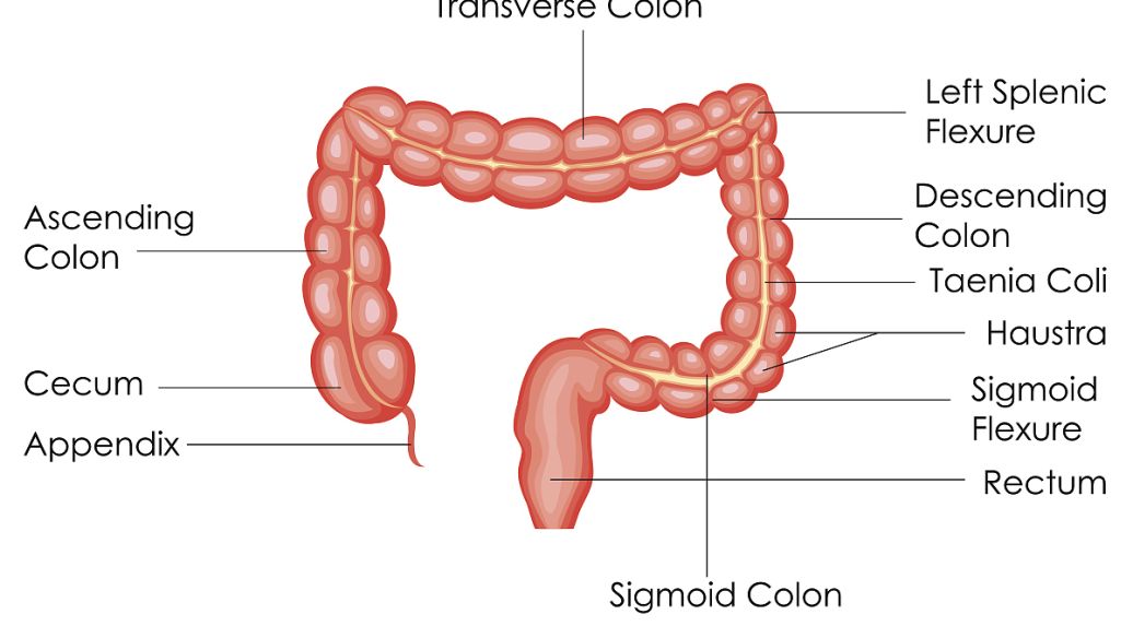 Linaclotide promote | Shaanxi BLOOM Tech Co., Ltd Linaclotide promote | Shaanxi BLOOM Tech Co., Ltd