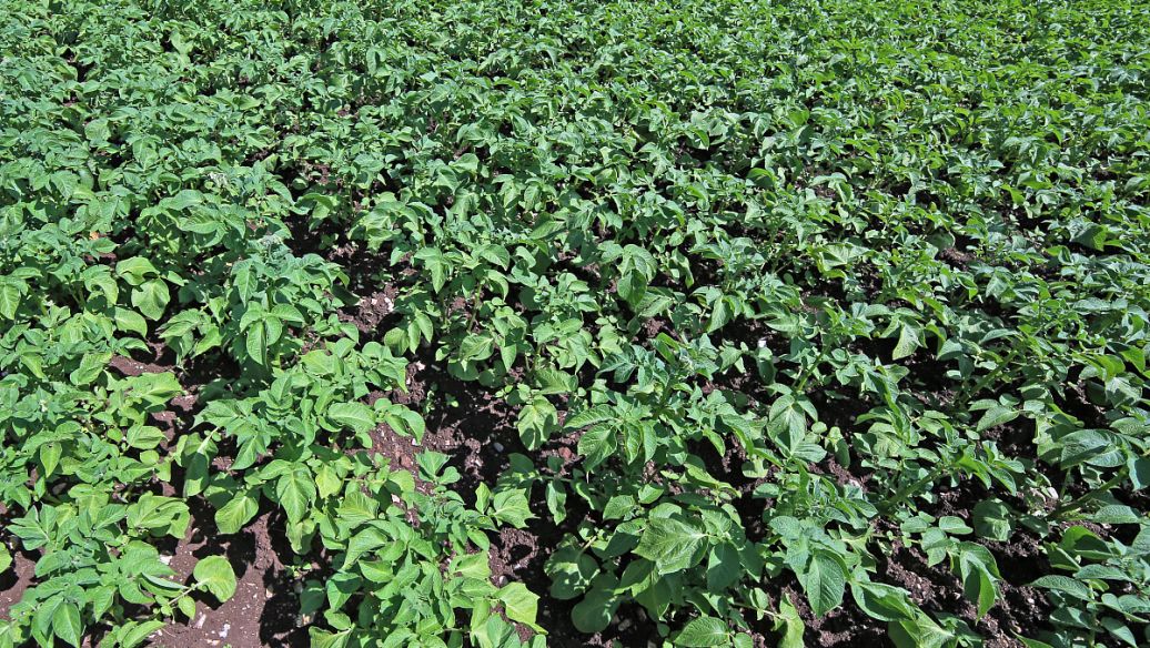 猪胆汁的功效与作用