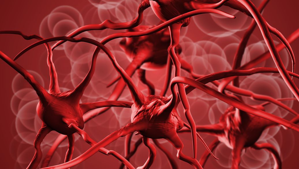 Spermidine barrier healthy | Shaanxi BLOOM Tech Co., Ltd Spermidine barrier healthy | Shaanxi BLOOM Tech Co., Ltd