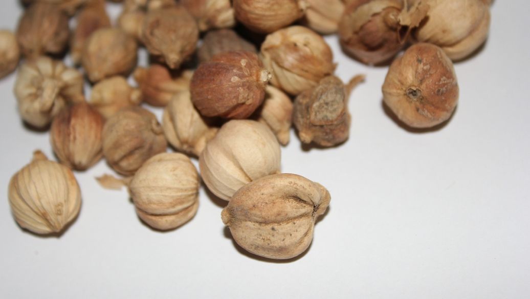 木芙蓉叶的功效与作用