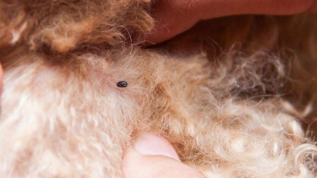 Fluralaner Buy| Shaanxi BLOOM Tech Co., Ltd Fluralaner Buy| Shaanxi BLOOM Tech Co., Ltd