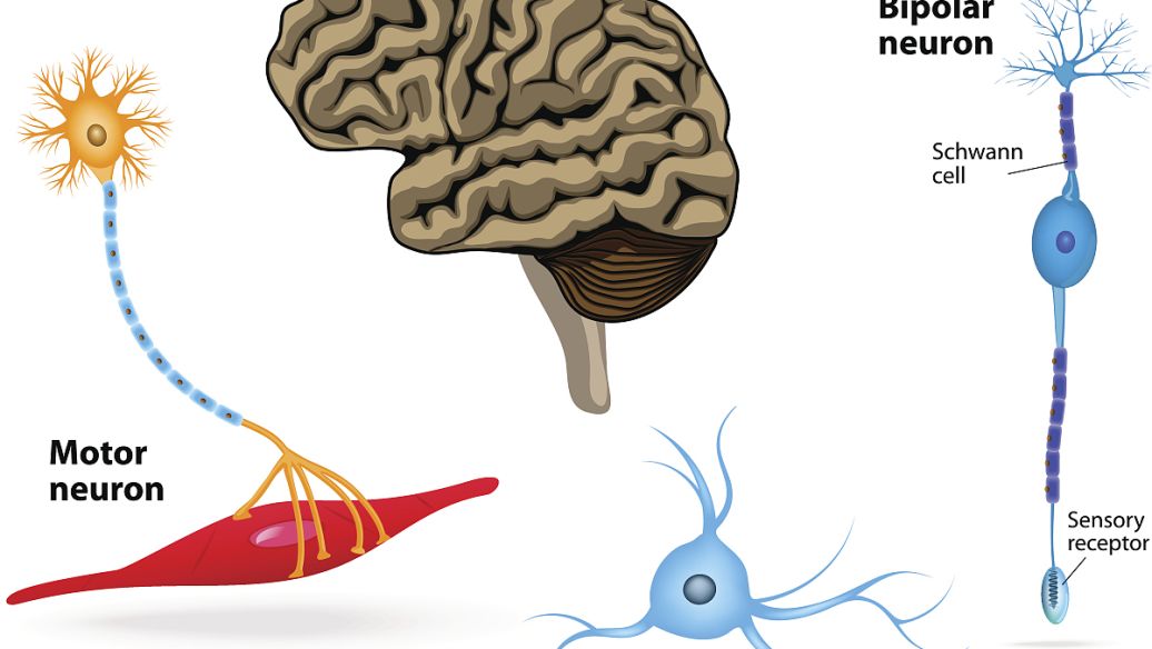 Aceglutamide neurological | Shaanxi BLOOM Tech Co., Ltd Aceglutamide neurological | Shaanxi BLOOM Tech Co., Ltd