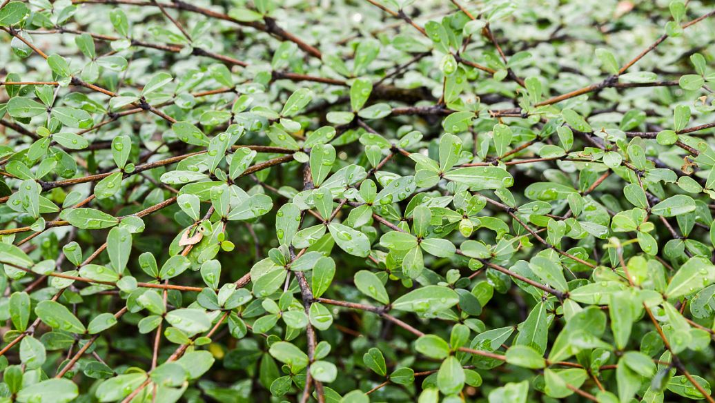 藿香的功效与作用