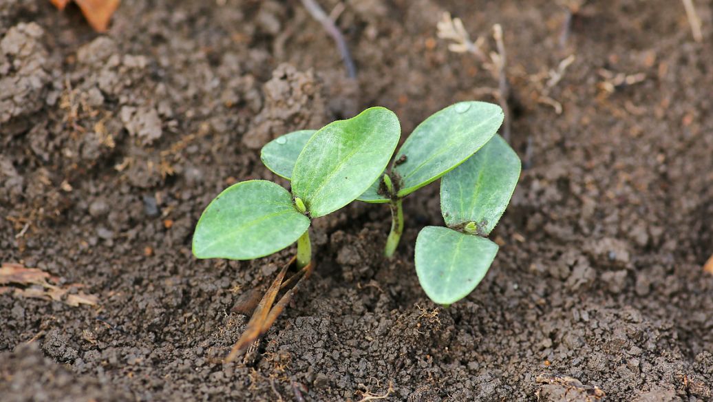 Methyl linolenate agriculture | Shaanxi BLOOM Tech Co., Ltd