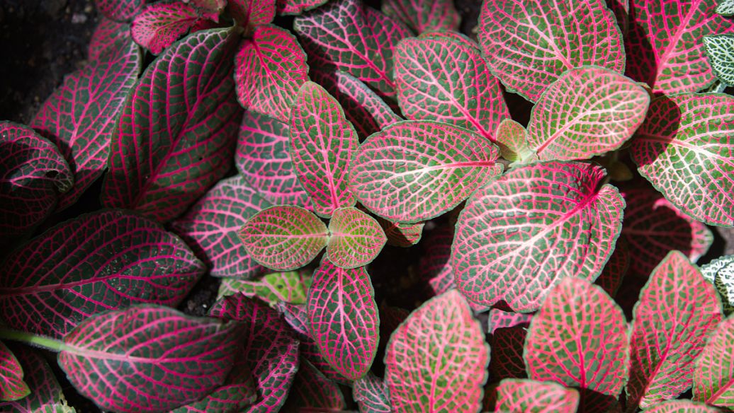 柏子仁的功效与作用及禁忌