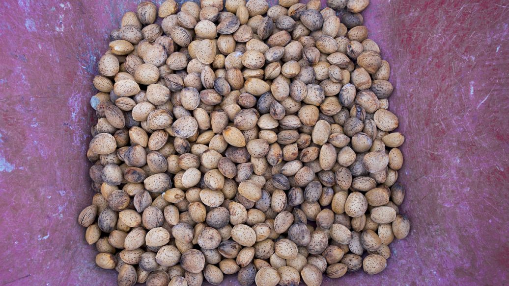 五倍子功效与作用