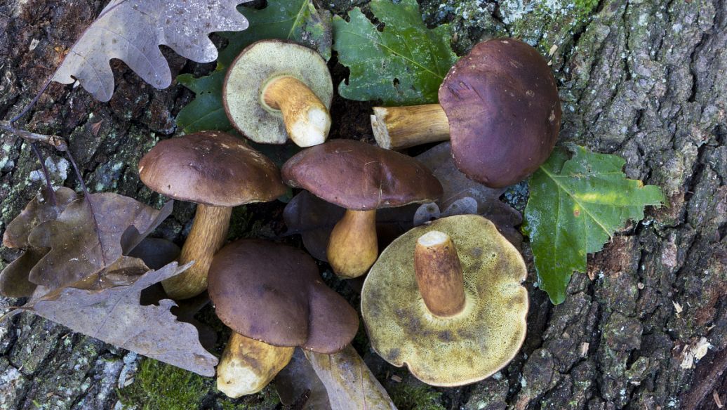 树舌灵芝的功效与作用