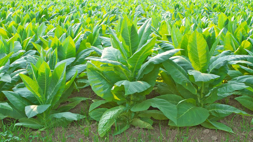 3-Hydroxypiperidine uses | Shaanxi BLOOM Tech Co., Ltd 3-Hydroxypiperidine uses | Shaanxi BLOOM Tech Co., Ltd