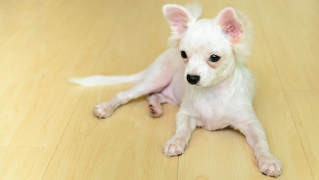 Fluralaner suppliers | Shaanxi BLOOM Tech Co., Ltd