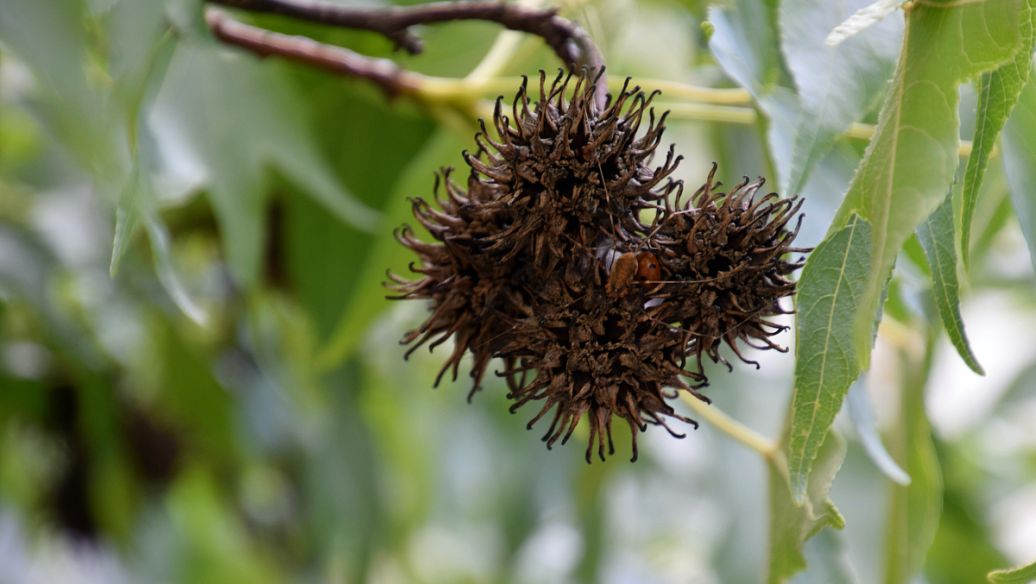 牛蒡子的功效与作用