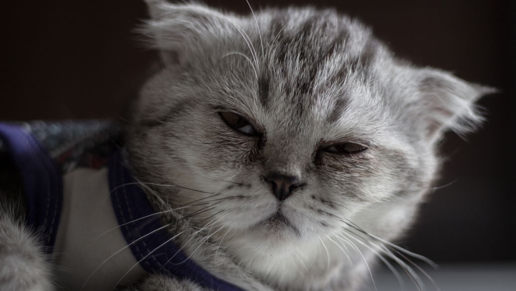 GS-441524 cats | Shaanxi BLOOM Tech Co., Ltd GS-441524 cats | Shaanxi BLOOM Tech Co., Ltd