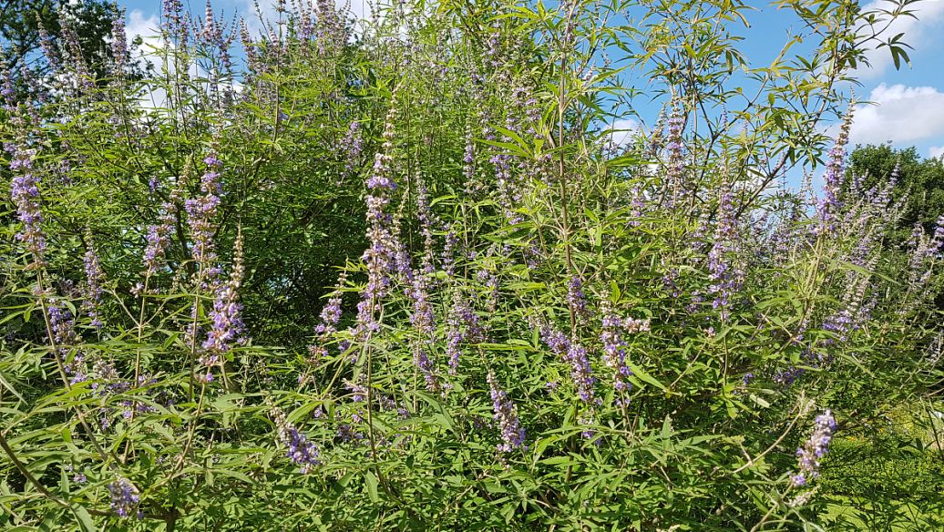 鳝鱼血的功效与作用