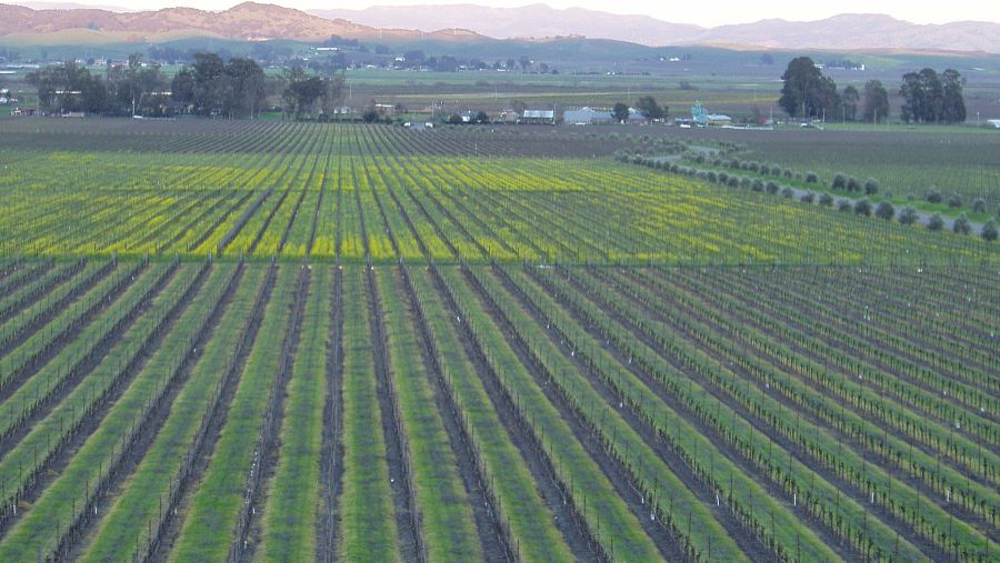 N-Acetyl-L-proline uses | Shaanxi BLOOM Tech Co., Ltd