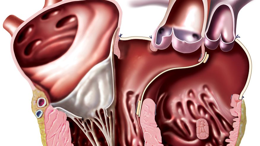 SLU-PP-332 healthy | Shaanxi BLOOM Tech Co., Ltd SLU-PP-332 healthy | Shaanxi BLOOM Tech Co., Ltd